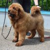 Щенки от пары Брайн х Ютера